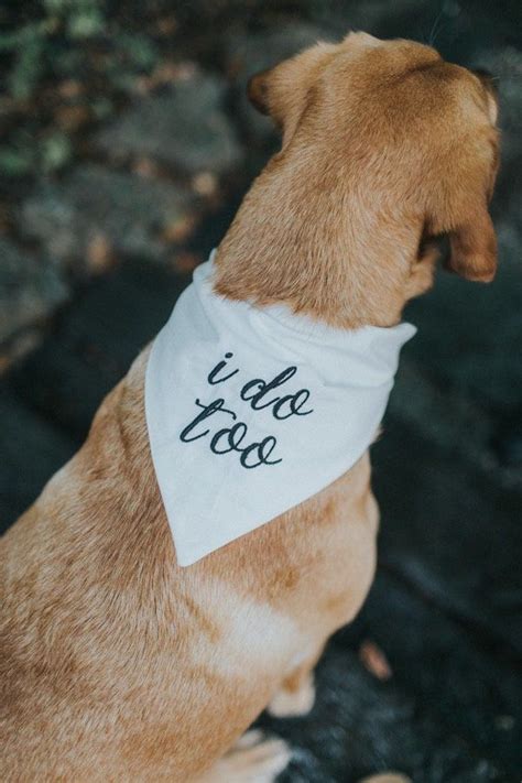 I do too wedding bandana dog of honor engagement bandana photoshoot puppy bandana tie on ivory ...