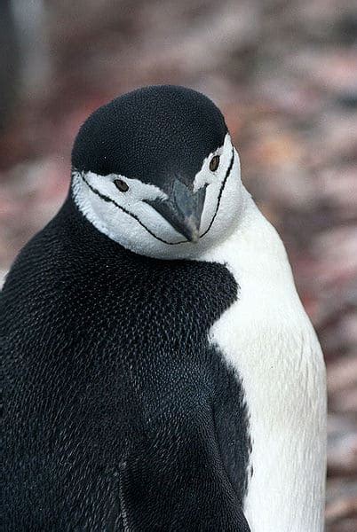 10 Incredible Chinstrap Penguin Facts