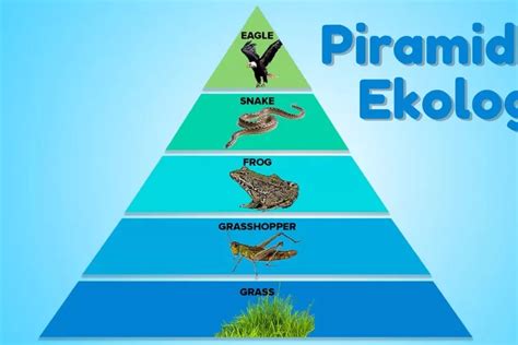 Piramida Ekologi: Pengertian, Jenis dan Contohnya - Harian Haluan