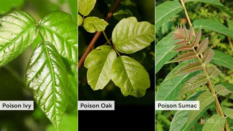 Poison Ivy Oak And Sumac Pictures Of Rashes Plants Poison Ivy Oak | The ...