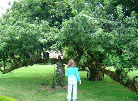 Restoring Mayberry: Fences of fruit trees