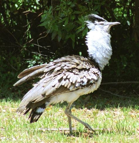 Otididae - bustards | Wildlife Journal Junior