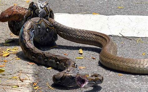 Python v king cobra: battle of the snakes - but who won?