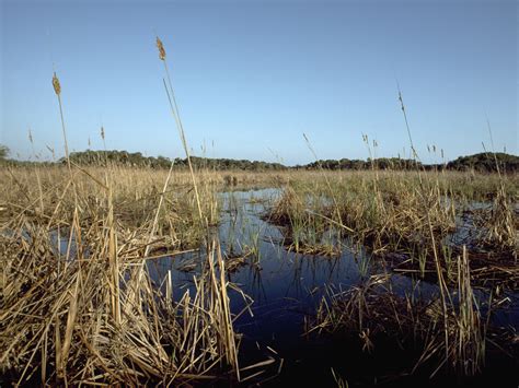 Marsh Wetland