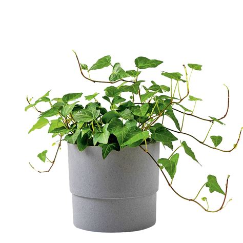 Ivy Plant Care: Tips For Growing Ivy Indoors