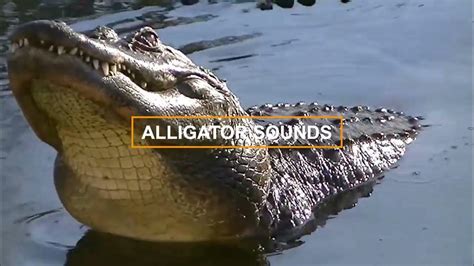 ALLIGATOR SOUNDS! What sounds do alligators make? - YouTube