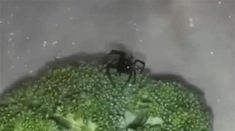 Ohio man finds black widow spider in grocery store broccoli | FOX 5 Atlanta