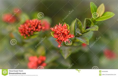 Rubiaceae flower stock image. Image of rangan, flora - 46455065