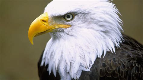 Bald Eagle Backgrounds - Wallpaper Cave