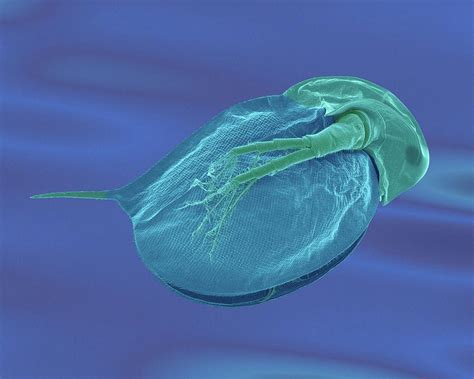 Cladoceran (daphnia Sp.) #7 Photograph by Dennis Kunkel Microscopy ...