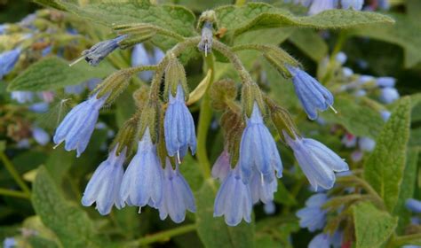 Comfrey Uses and Remedies