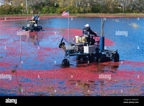 Cranberry Harvest in West Yarmouth, Massachusetts (USA) on Cape Cod ...