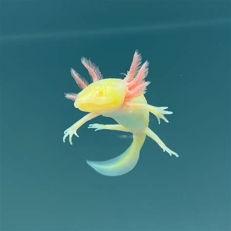 GFP Albino Melanoid Axolotl | Axolotls For Sale | Axolotl Planet