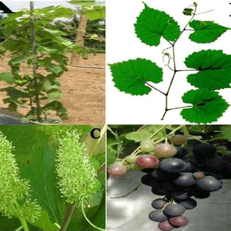 Grapevine (V. vinifera) plant. [A] Adult grapevine plant, [B] Leaves ...