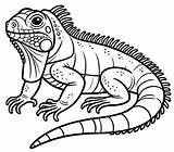 Printable Iguana coloring Page  Download Print Or Color Online For Free sketch template