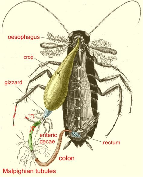 Termite Pest Controls: Cockroach Anatomy