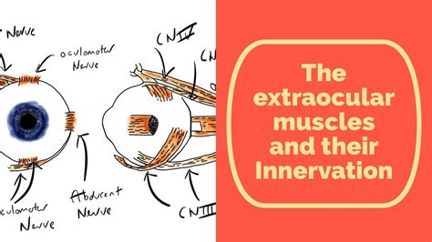 Extraocular Muscles Of The Eye