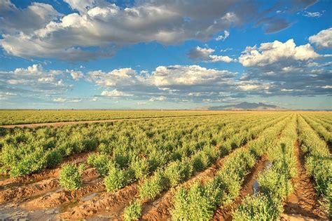 Bridgestone-opens-guayule-farm | Tire Business