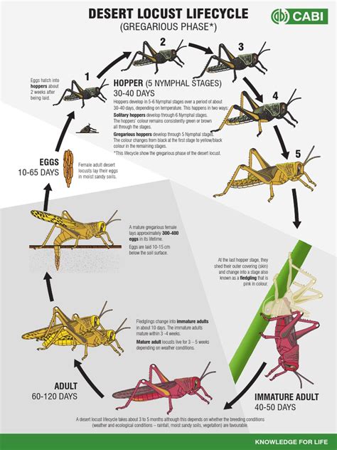 Desert Locust Gregarious Lifecycle FINAL | PDF | Insects