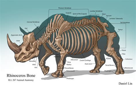 Daniel Lin (Tien Yu) - Rhino Anatomy Analysis