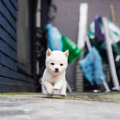 Teacup Shiba Inu Puppies For Sale - Mini Teacup Puppies, INC