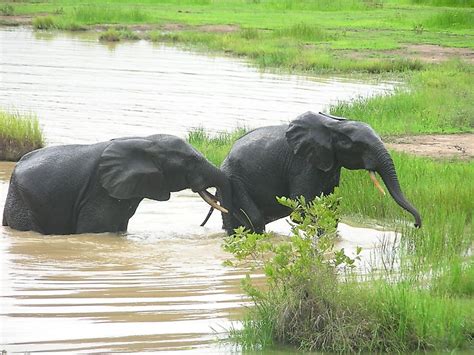 Animals That Live in Ghana - WorldAtlas