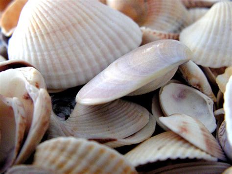 Types Of Seashells And Seashell Collection | hubpages