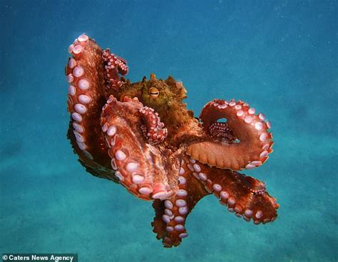 Australian octopus climbs out of a rock pool and WALKS across dry land in stunning close-up ...