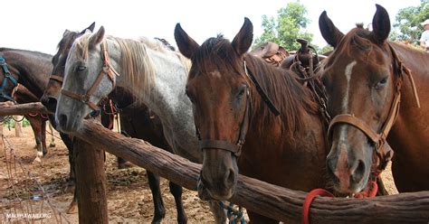 Maui Horseback Riding - Recommendations For Tours On Maui