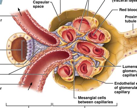 Diagram of Glomerulus | Quizlet