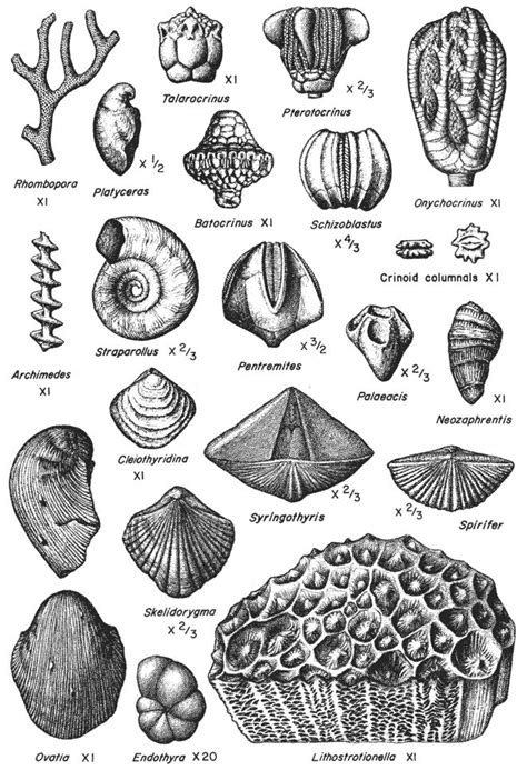 How To Identify A Fossil