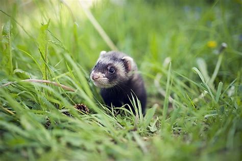 Where Do Ferrets Live In The Wild? - WorldAtlas.com