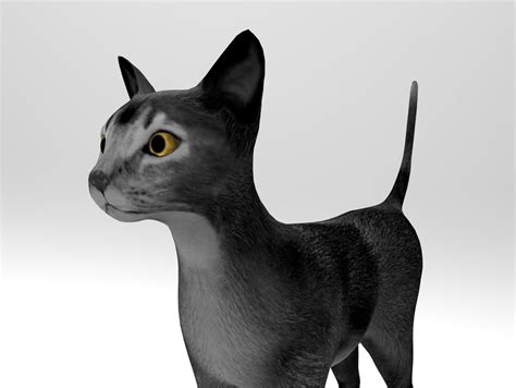 cat rigged 3d model