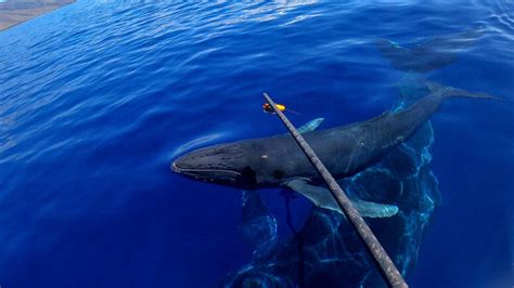 Watch this rare, calming video of baby humpback whales nursing - CNET