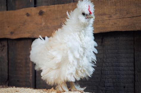 Frizzle Chicken 101: Complete Breed Info and Care Guide 2024