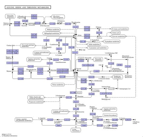 KEGG PATHWAY: Glycine, serine and threonine metabolism