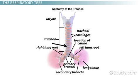 Trachea: Function, Meaning & System - Video & Lesson Transcript | Study.com