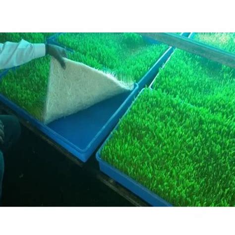 Hydroponic Green Fodder at Rs 27500 | Hydroponic Fodder Machine in Pune | ID: 13662456048