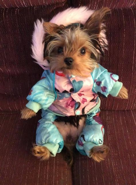 Sweet yorkie wearing her winter coat – Adorable pictures of dogs wearing clothes | Dog wearing ...