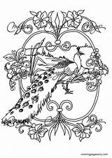 50  Peacock Coloring Pages Free Printable PDF JPG PNG & Online sketch template