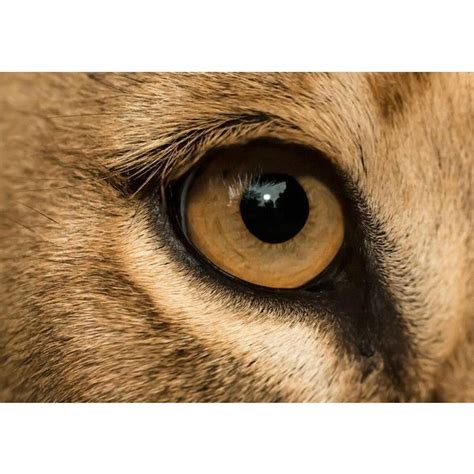 Lion Eye Closeup liked on Polyvore featuring pictures | Lion eyes, Lion photography, Animal close up