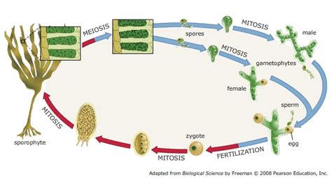 Solved: The Life Cycle Of Laminaria, A Brown Alga, Involve... | Chegg.com