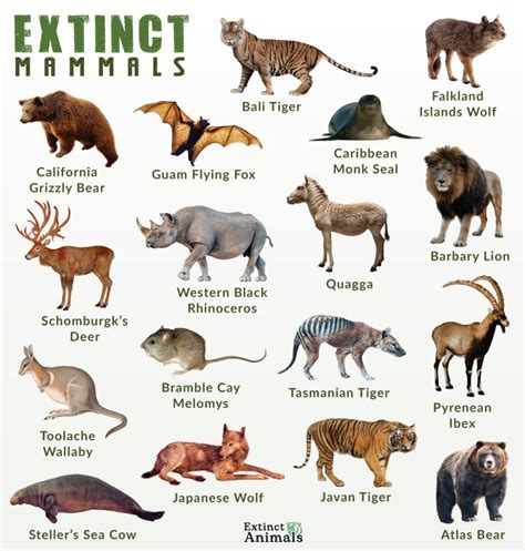 Collection Of Extinct Animals With Names List Of Mamm - vrogue.co