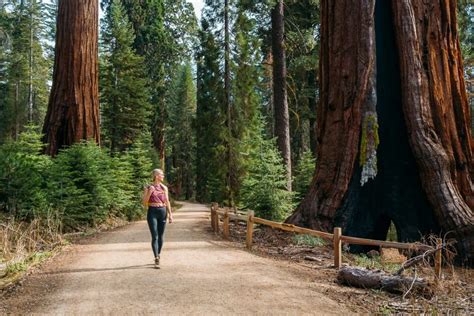 Hiking Mariposa Grove of Giant Sequoias Trail In Yosemite