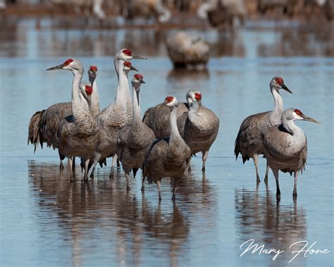 Sandhill Cranes of Southern Arizona - Tales from the Backroad