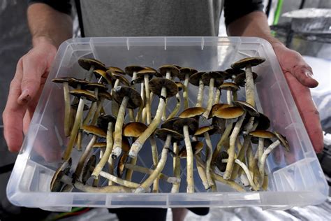 Oregon Legalizes Psilocybin Mushrooms and Decriminalizes All Drugs