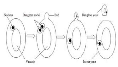 Yeast Cells Budding