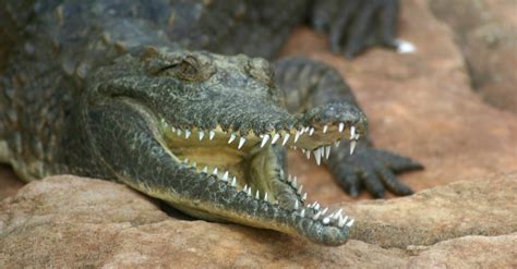 Freshwater Crocodile - A-Z Animals