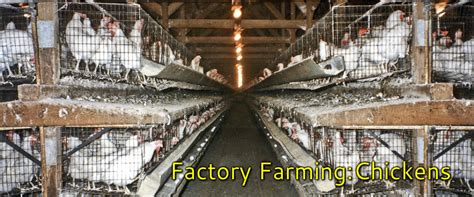 Factory Farm Chickens