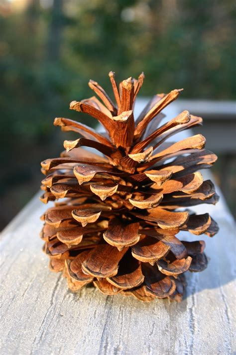 Need some “opened up” pine cones to make peanut butter bird feeders ...